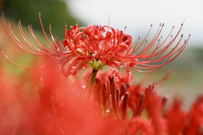 Tìm hiểu hoa bỉ ngạn nở vào mùa nào để chăm sóc