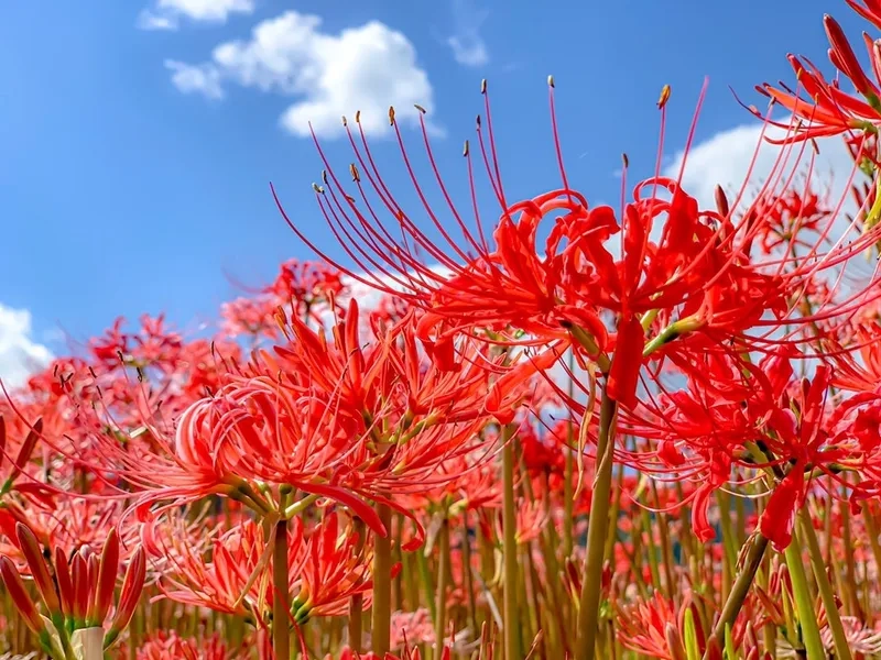 Rực rỡ và nổi bật với hoa bỉ ngạn rực rỡ