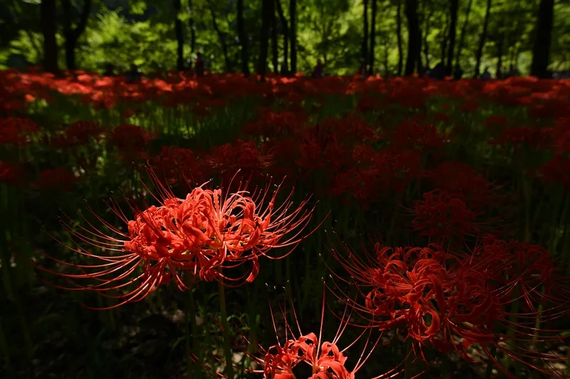 Độc đáo và khác biệt cùng hoa bỉ ngạn độc đáo