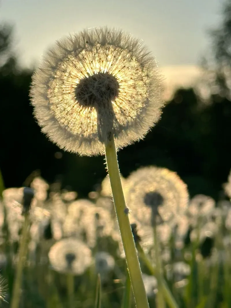 Tìm hiểu ý nghĩa của hoa bồ công anh ý nghĩa