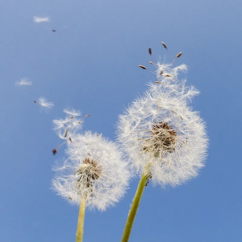 Trải nghiệm thiên nhiên với hoa bồ công anh tự nhiên đẹp