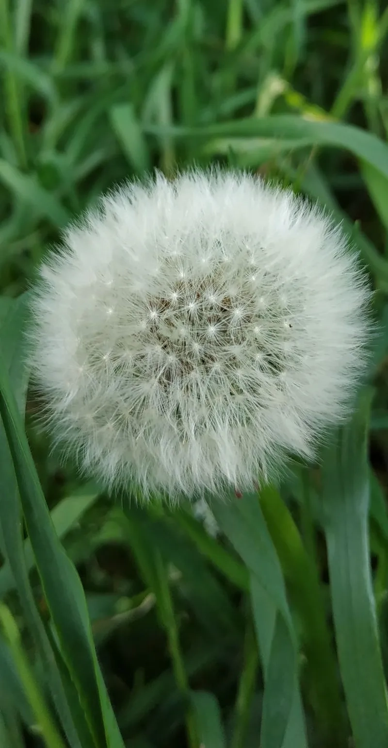 Vẻ đẹp giản dị của hoa bồ công anh tự nhiên