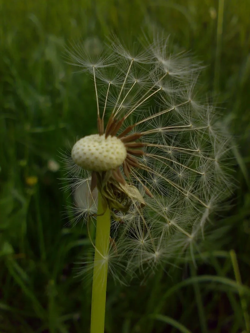 Thưởng thức không gian xanh cùng hoa bồ công anh thiên nhiên