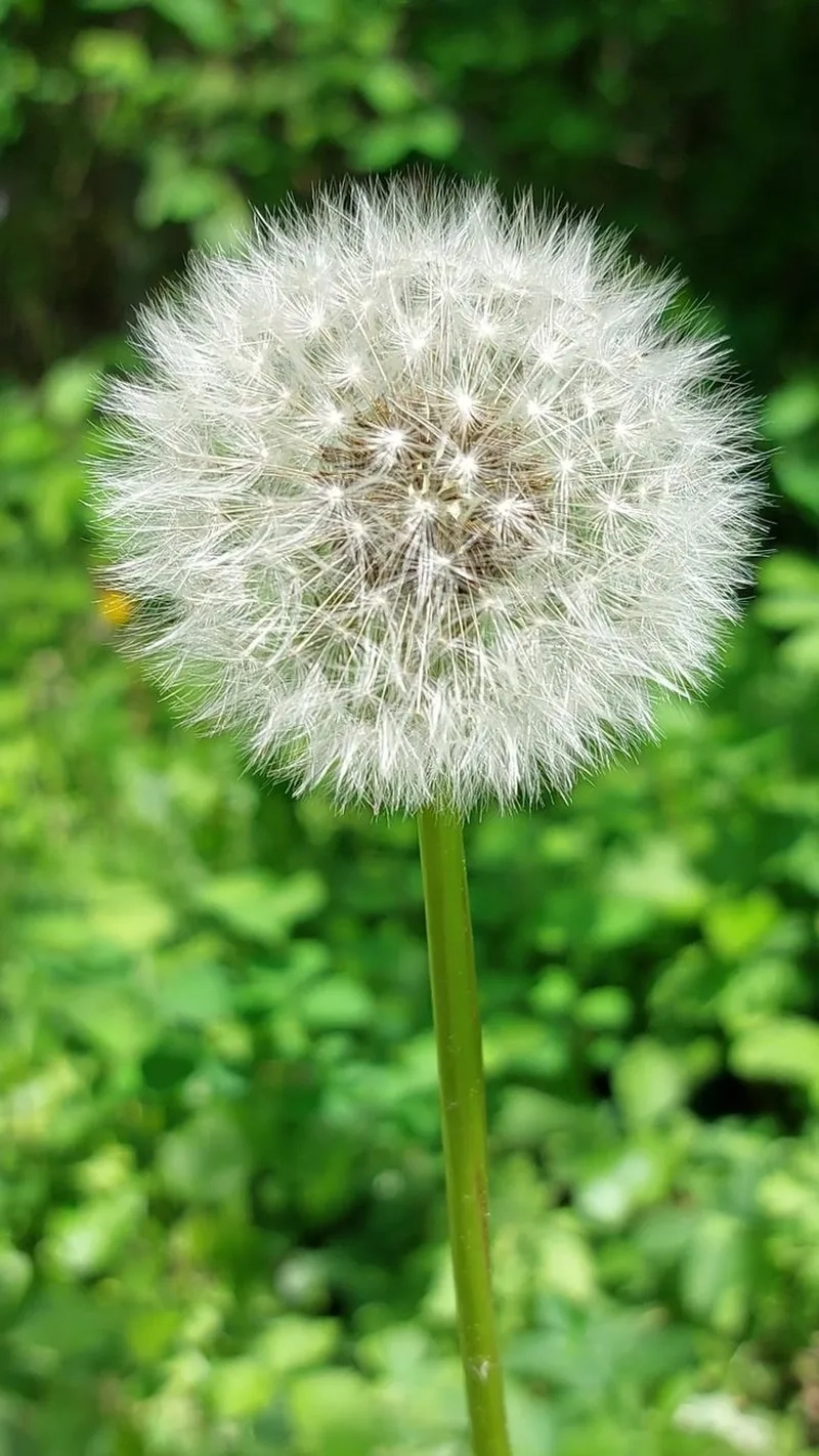 Rực rỡ nổi bật khắp nẻo với hoa bồ công anh rực rỡ