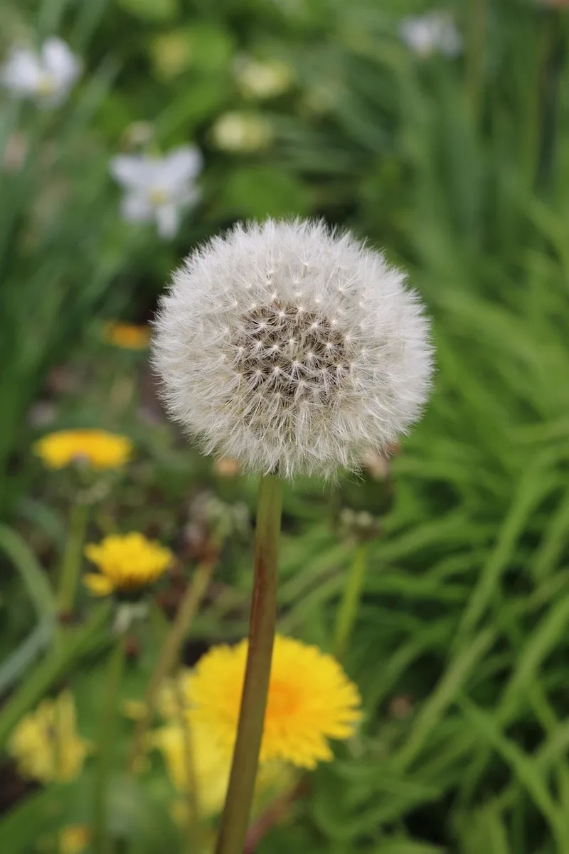 Nhẹ nhàng và tinh tế cùng hoa bồ công anh nhẹ nhàng