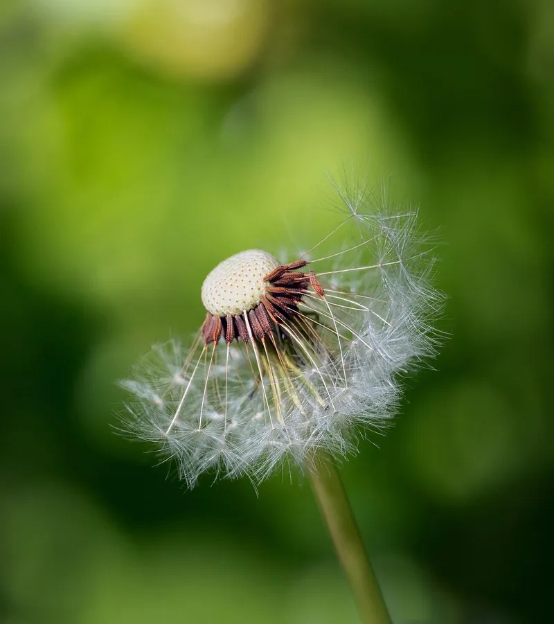 Khám phá thông điệp yêu thương qua ý nghĩa hoa bồ công anh