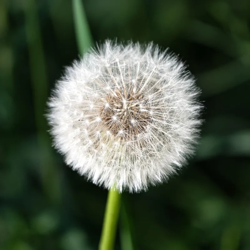 Bay bổng tự do cùng hoa bồ công anh bay