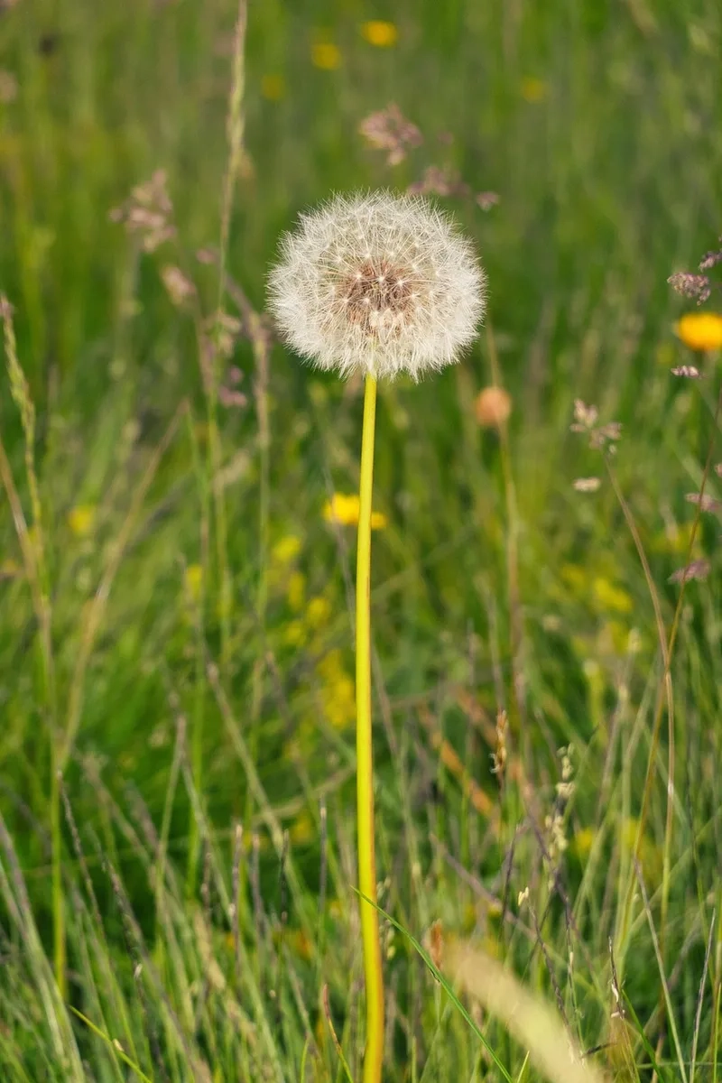 Dễ thương và ngọt ngào với hoa bồ công anh dễ thương