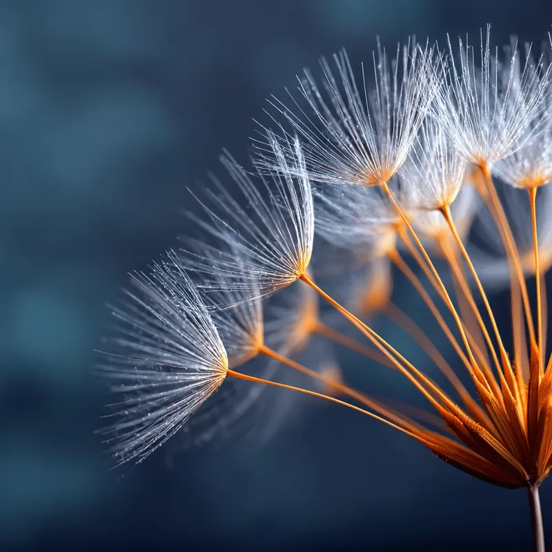 Tạo không gian sống động với hình nền hoa bồ công anh