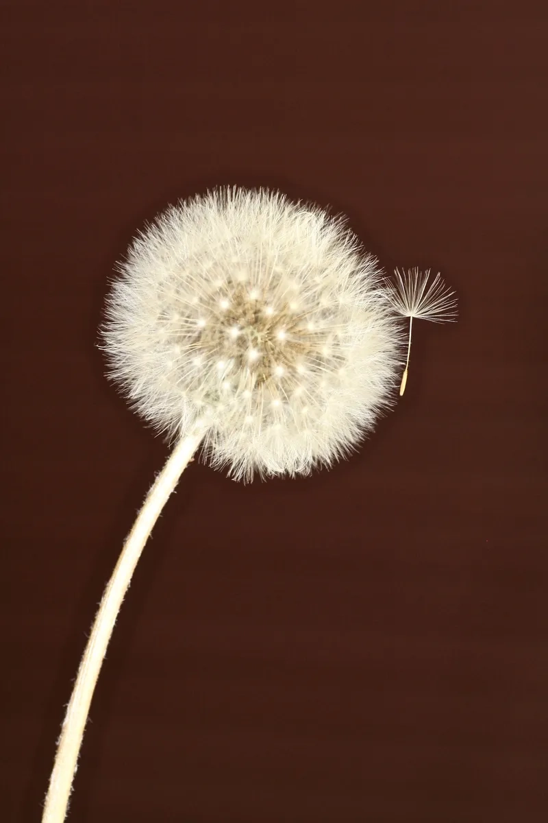 Thanh lịch trong từng chi tiết là hoa bồ công anh thanh lịch