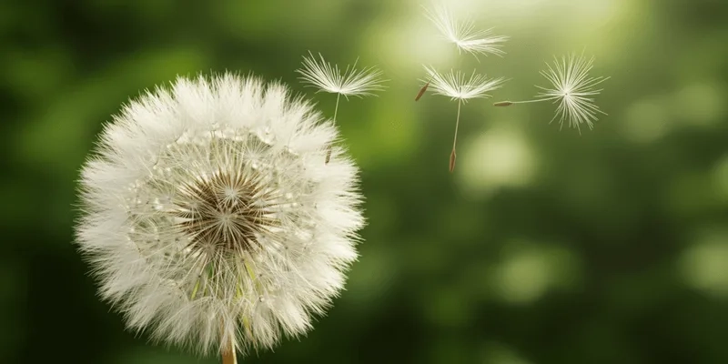 Luôn đẹp rực rỡ với hoa bồ công anh đẹp nhất