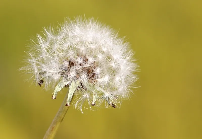 Ngắm nhìn vẻ đẹp hoàn hảo của hình ảnh hoa bồ công anh