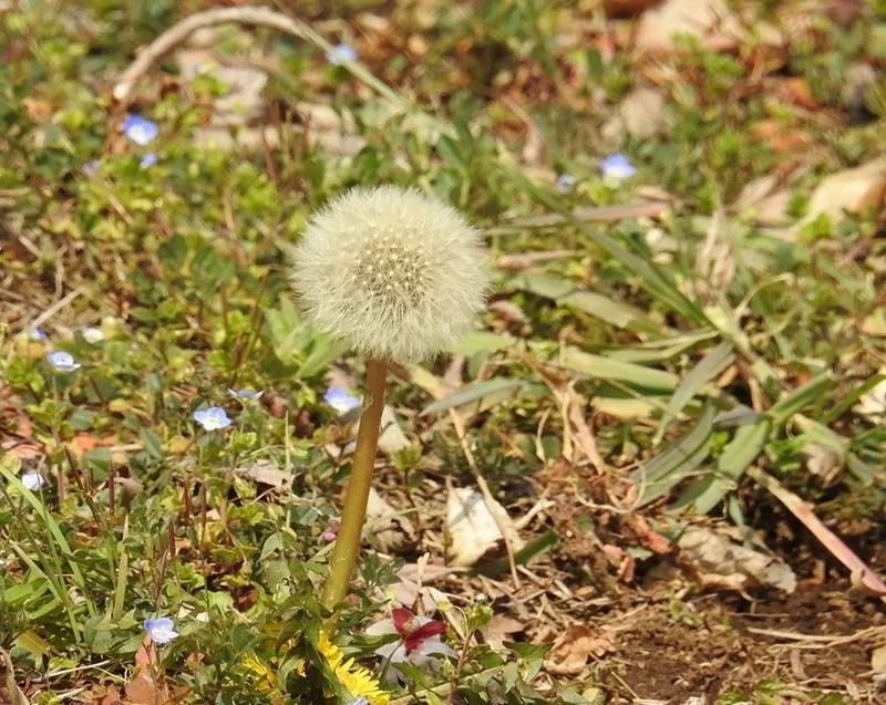 Tinh tế và nhẹ nhàng cùng hoa bồ công anh tinh tế