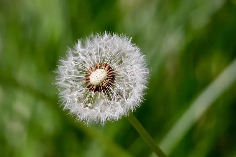 Thơ mộng và ngọt ngào với hoa bồ công anh thơ mộng