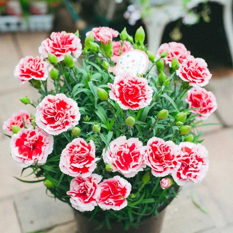 Ngắm ngay hoa cẩm chướng đẹp cho ngày thêm rực rỡ