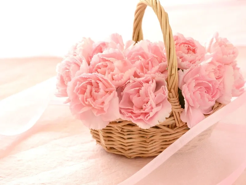 Khám phá ý nghĩa của hoa cẩm chướng ý nghĩa hôm nay