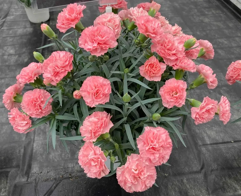 Tỏa sáng cùng hoa cẩm chướng chuẩn đẹp mọi góc nhìn