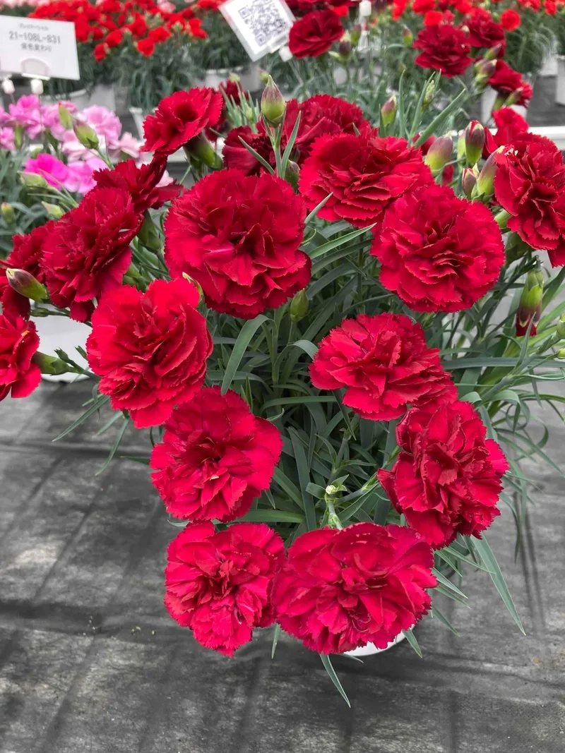 Tinh tế từng cánh hoa với hoa cẩm chướng tinh tế