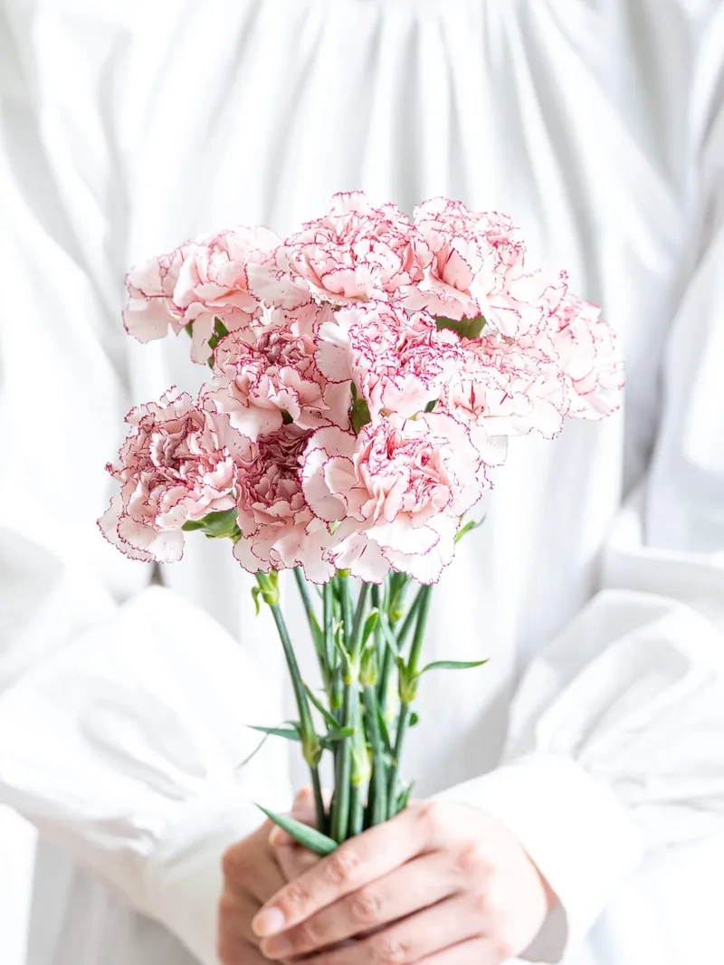 Sang trọng tuyệt đối với hoa cẩm chướng sang trọng