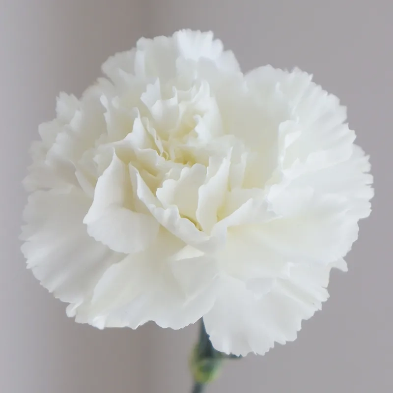 Tạo khoảnh khắc lãng mạn với hoa cẩm chướng lãng mạn