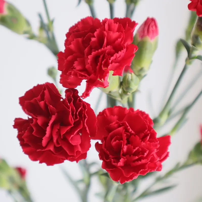 Mua ngay hoa cẩm chướng giá rẻ không lo tốn kém