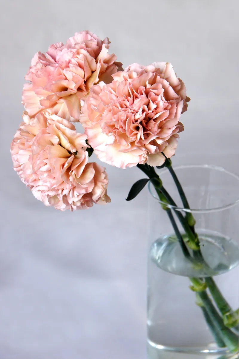 Gây ấn tượng với nàng bằng hoa cẩm chướng tặng bạn gái