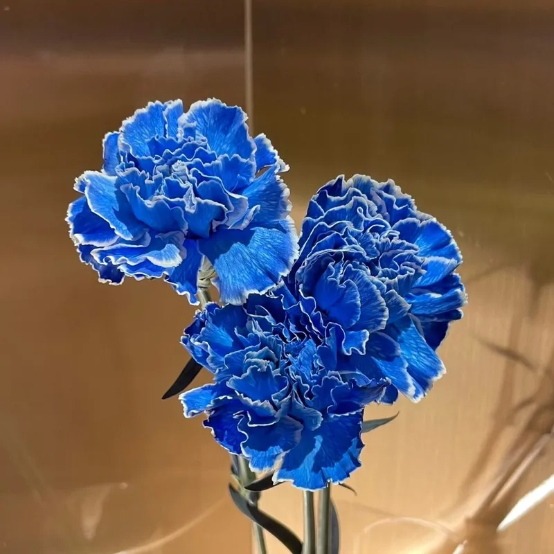 Nghệ thuật tinh tế trong hoa cẩm chướng nghệ thuật