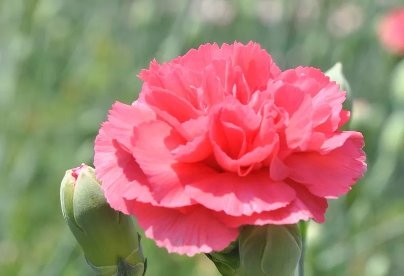 Rực rỡ sắc màu cùng hoa cẩm chướng rực rỡ