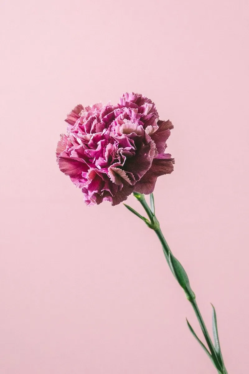 Hoa cẩm chướng có ý nghĩa gì khiến trái tim rung động