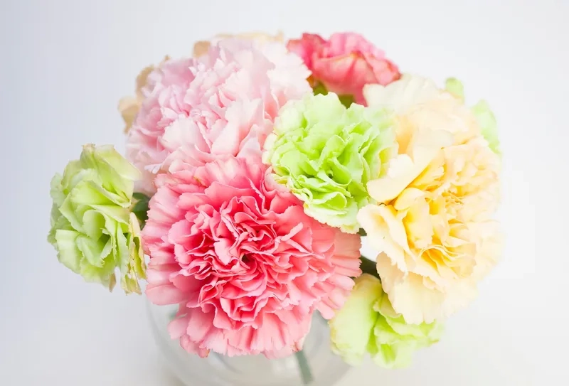 Khám phá ý nghĩa sâu sắc ý nghĩa hoa cẩm chướng