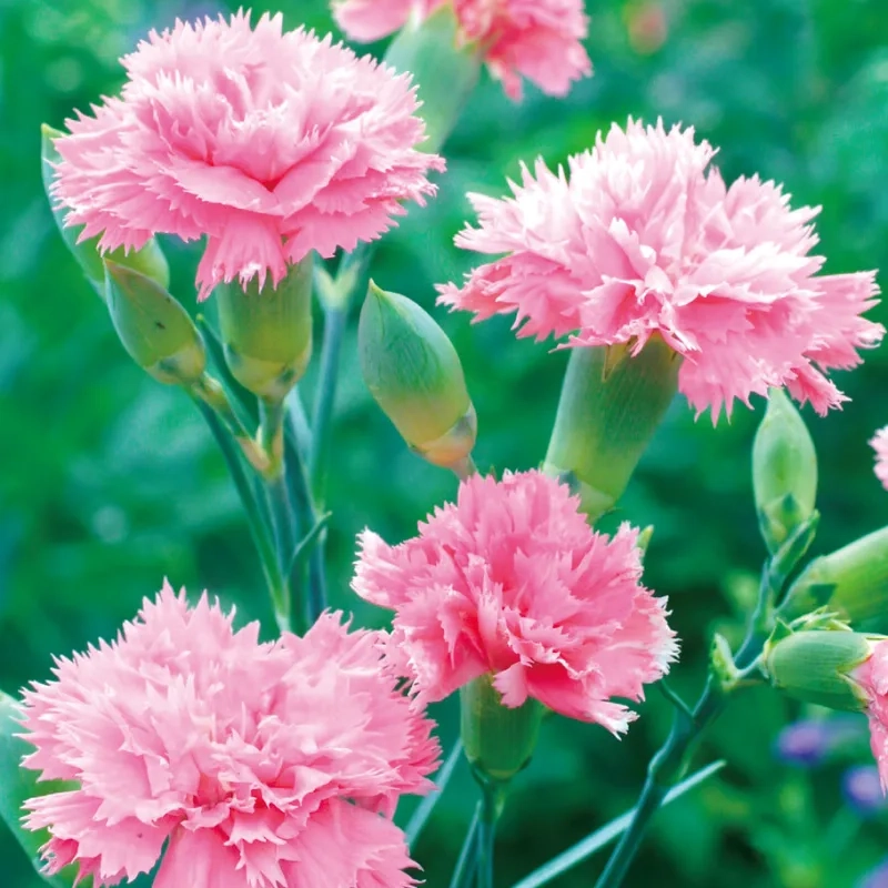 Dịu dàng và dễ thương với hoa cẩm chướng dễ thương