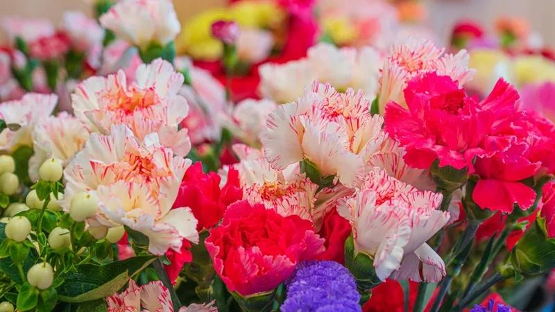 Ngắm hoa cẩm chướng đẹp nhất và chọn ngay cho mình