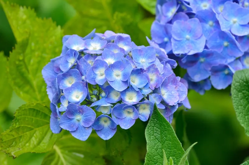 Khám phá vẻ đẹp tự nhiên của hình ảnh hoa cẩm tú cầu