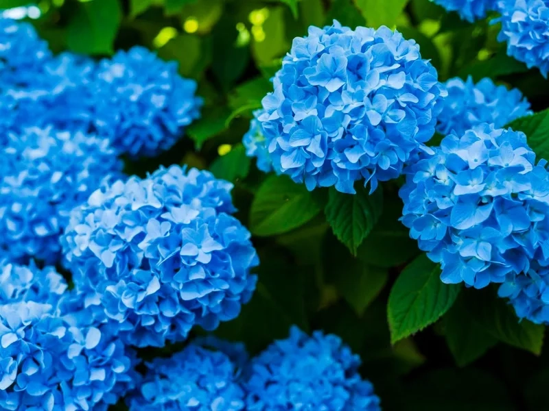 Thanh lịch và tinh khiết với hoa cẩm tú cầu trắng