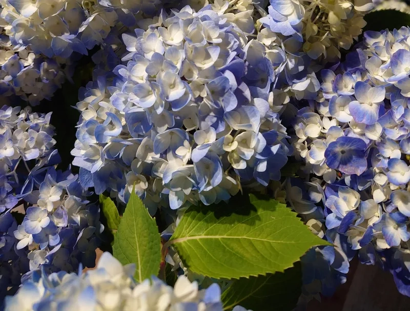 Trải nghiệm không gian mộng mơ của hoa cẩm tú cầu đà lạt