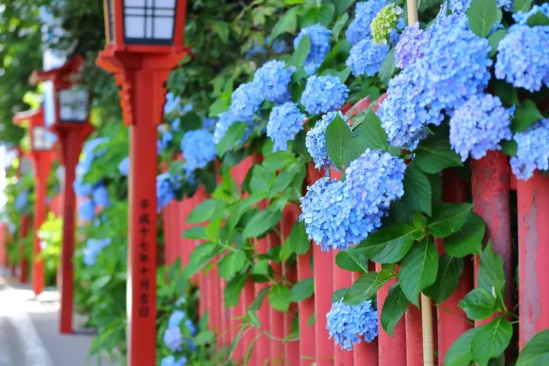 Luôn rực rỡ và bắt mắt nhờ hoa cẩm tú cầu đẹp