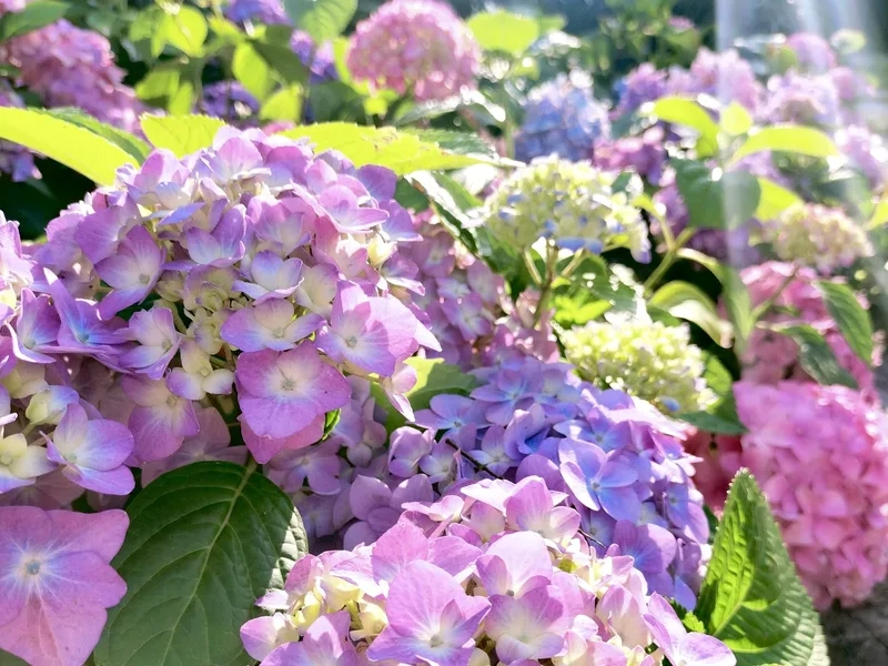 Sang trọng nhập khẩu với hoa cẩm tú cầu nhập khẩu