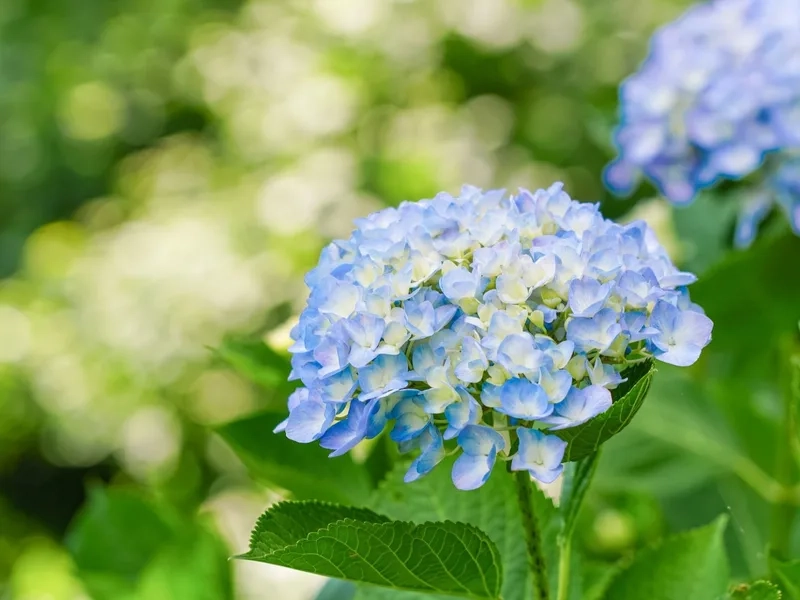 Tạo điểm nhấn sang trọng nhờ hoa cẩm tú cầu sang trọng