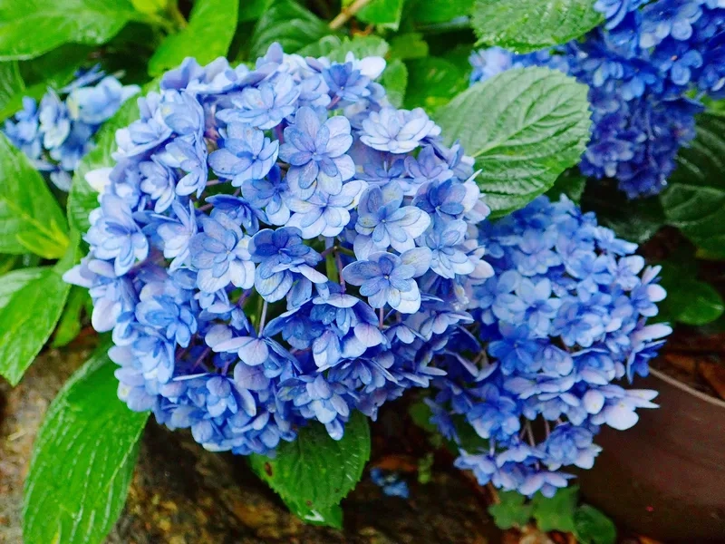 Dễ thương và ngọt ngào cùng hoa cẩm tú cầu dễ thương