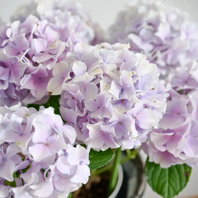 Thanh lịch trong từng chi tiết là hoa cẩm tú cầu thanh lịch