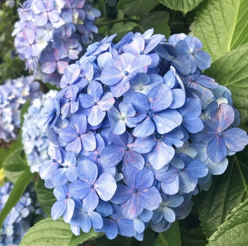 Tươi lâu và rạng rỡ nhờ hoa cẩm tú cầu tươi lâu