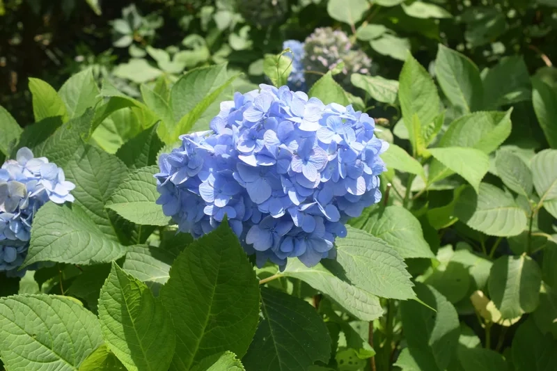 Tinh tế trong mọi góc nhìn là hoa cẩm tú cầu tinh tế