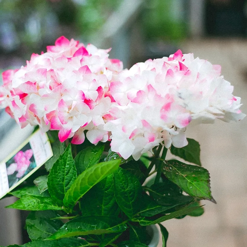 Nghệ thuật hoàn hảo với hoa cẩm tú cầu nghệ thuật