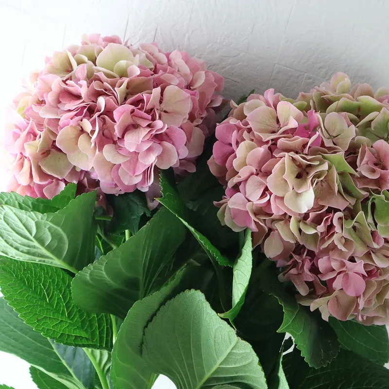 Cập nhật ngay giá hoa cẩm tú cầu hôm nay