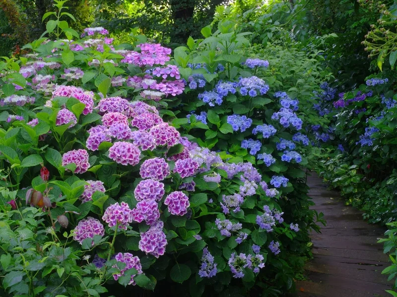 Trang trí hoàn hảo với hình nền hoa cẩm tú cầu