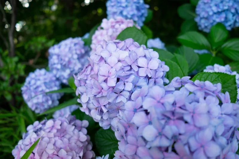 Tặng sinh nhật đặc biệt bằng hoa cẩm tú cầu tặng sinh nhật