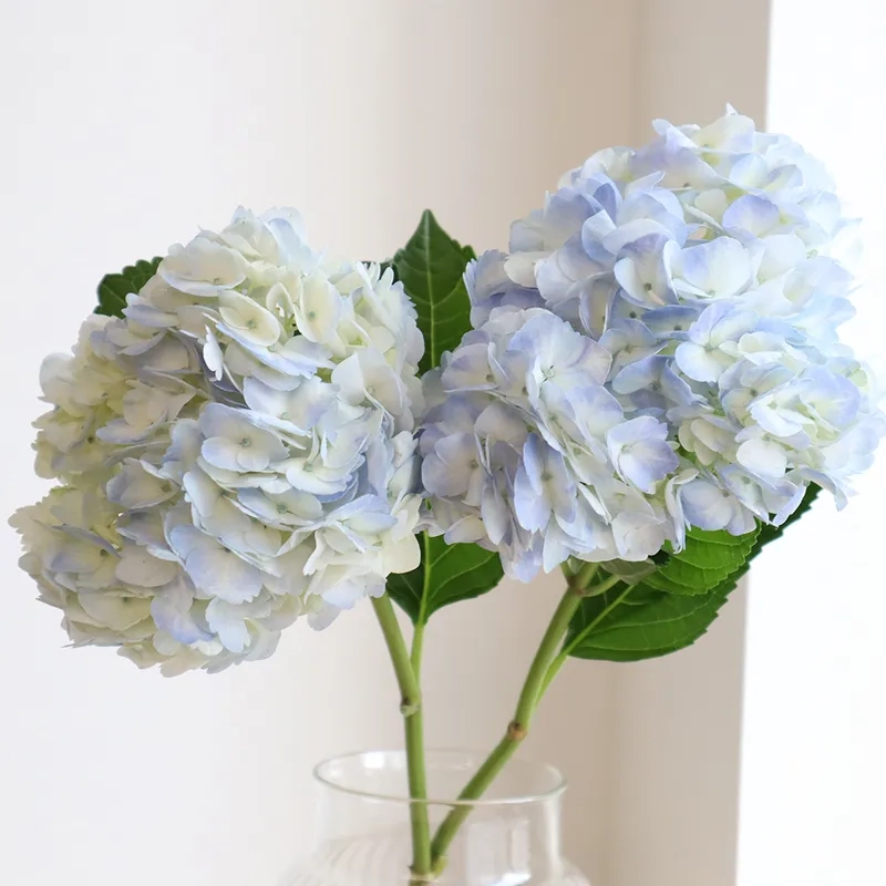 Rực rỡ nổi bật khắp không gian là hoa cẩm tú cầu rực rỡ