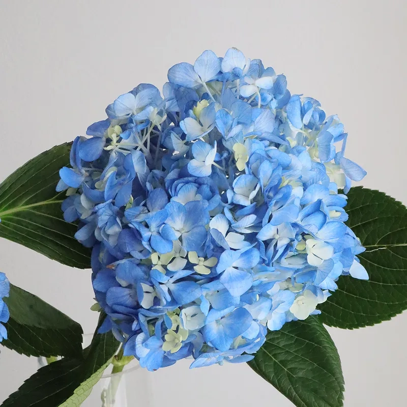 Đẹp tuyệt đối và hoàn hảo nhất là hoa cẩm tú cầu đẹp nhất