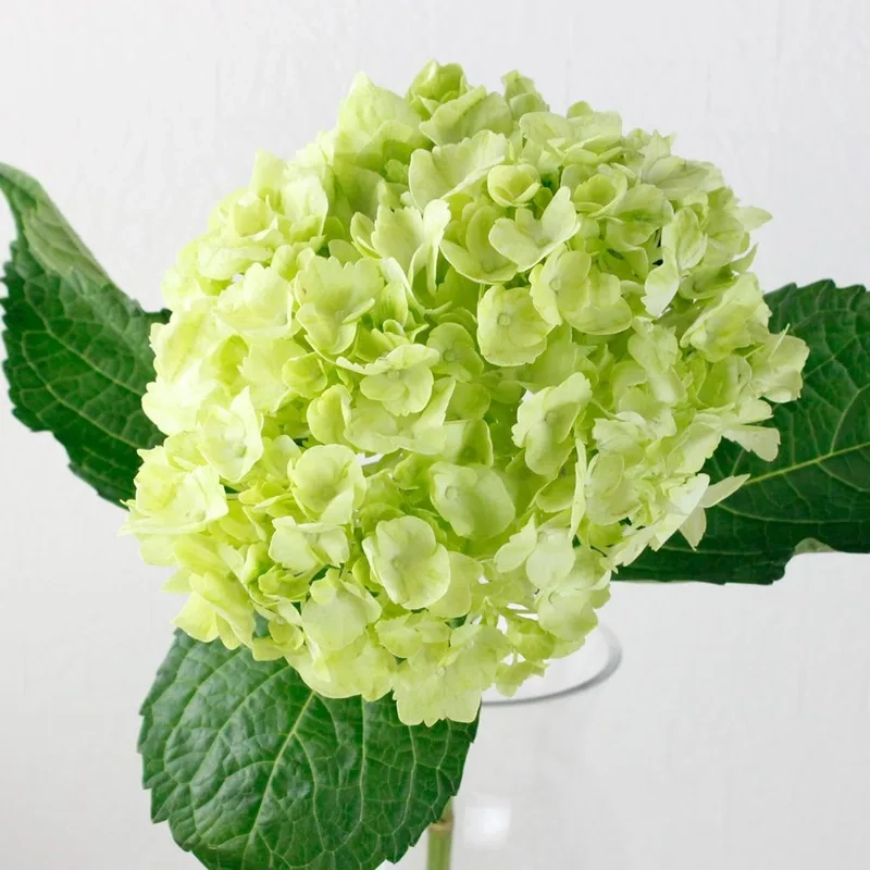 Hoa cẩm tú cầu có ý nghĩa gì khiến ai cũng bất ngờ