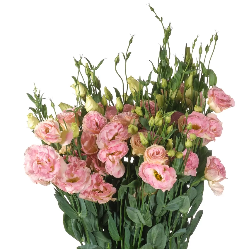 Khám phá hoa cát tường giá rẻ đẹp cho không gian nhà bạn